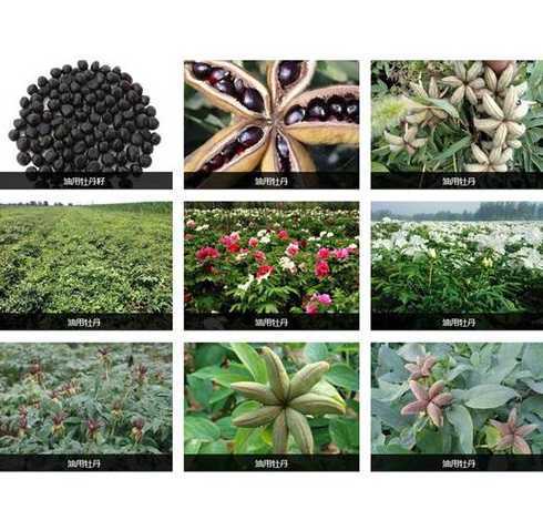 牡丹花种子怎么样种植 牡丹花种子什么时候种植最好