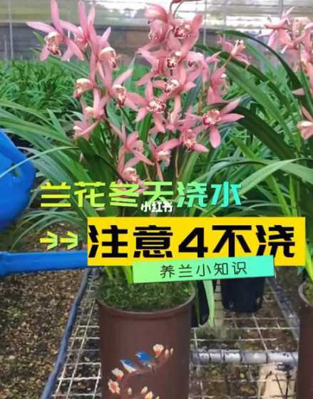 请问冬天兰花怎么浇水 冬天兰花应该怎么浇水