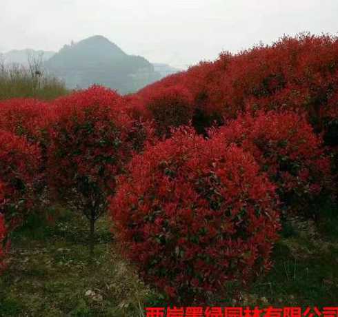 红叶继木球一棵多少钱 一棵杨树植多少钱