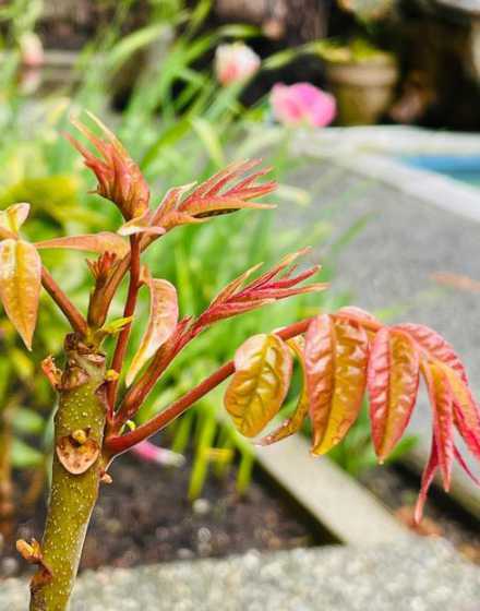 香椿树苗种植注意什么 香椿树苗怎么种植(香椿种植技术与管理)