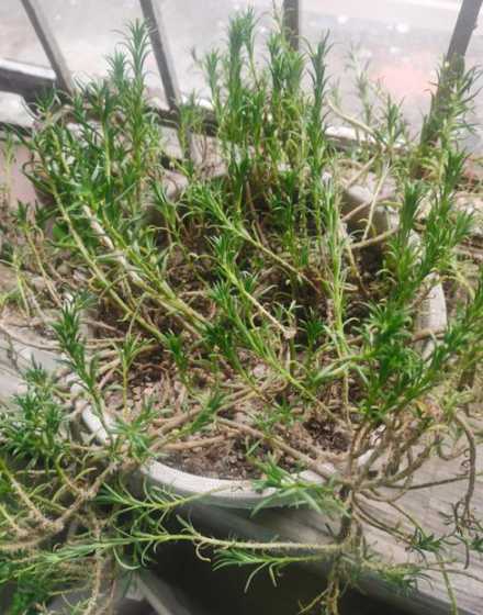 太阳花不开花怎么回事 太阳花只长花苞不开花怎么办,太阳花徒长不开花原因及解决