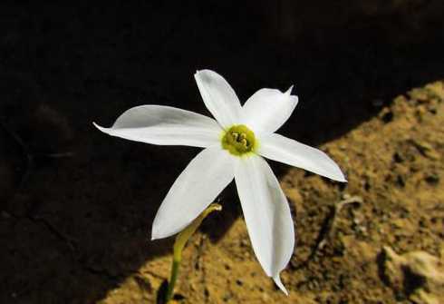 百合花为什么会掉花瓣 百合花水培总是掉花瓣这是有什么问题