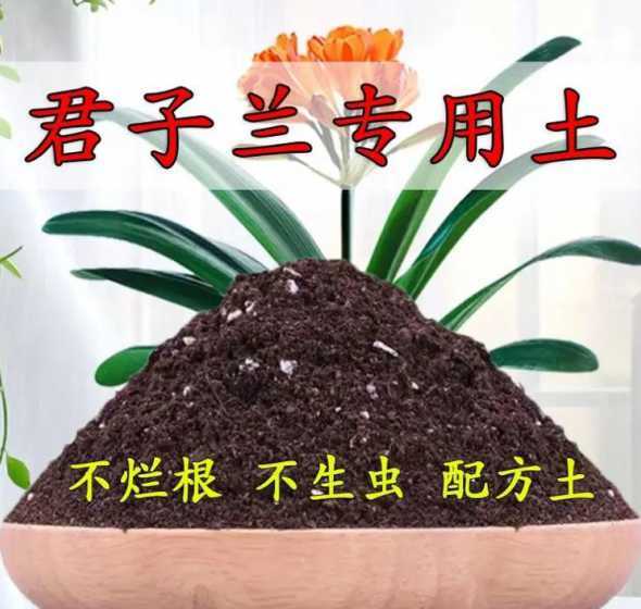 君子兰小苗专用什么土 君子兰小苗用什么土养殖最好