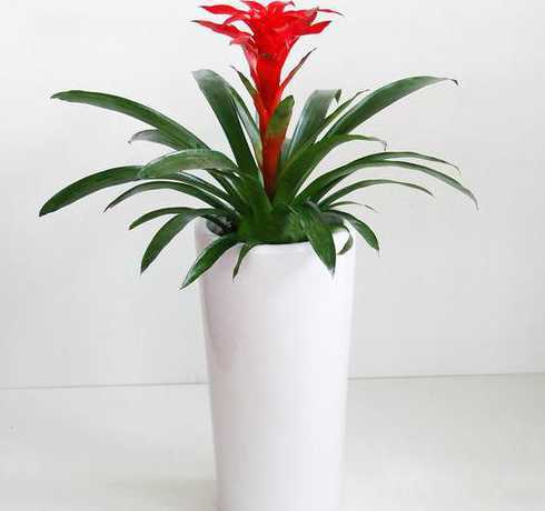 想送男生盆栽送什么好 送男朋友什么盆栽好