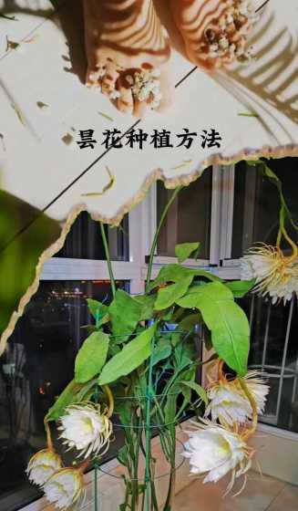 昙花怎么样才能更旺盛 昙花怎么养才能更旺盛呢