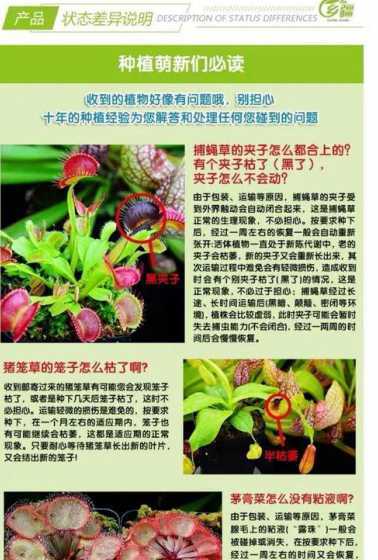 播种捕蝇草是什么季节 捕蝇草什么时候开花
