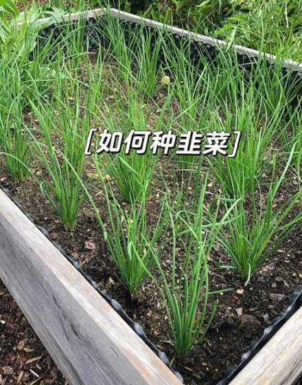 韭菜怎么栽种怎么管理 韭菜在夏天可以种植吗怎么种植有什么需要注意的事项吗
