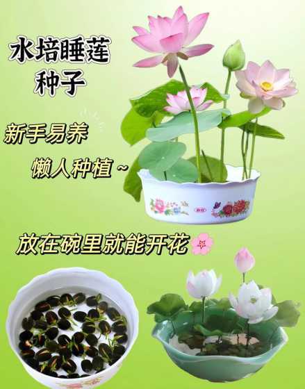 盆栽荷花怎么让它开花 怎样使盆栽荷花开花多