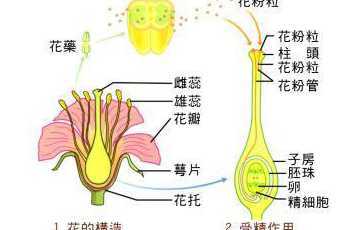 什么花的繁殖方式有些 哪些花可以扦插繁殖