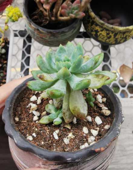多肉为什么水份那么多 多肉植物的好处