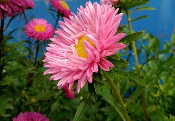 江西适合种什么观赏花 江西适合养什么花植物图片