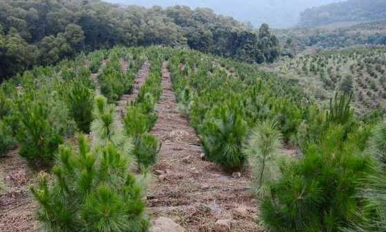 马尾松种植在什么地方 马尾松的栽培技术,怎样种植马尾松