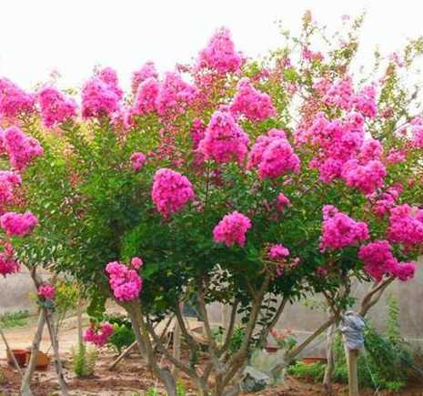 紫薇苗小苗多少钱一克 小苗紫薇几年开花