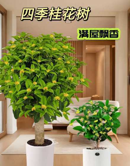 室内种什么盆栽有香味 室内养什么花最香啊