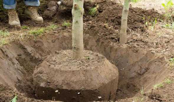 移栽树苗多久开始长根 树苗移栽后多久生根 树苗移栽多久能生根