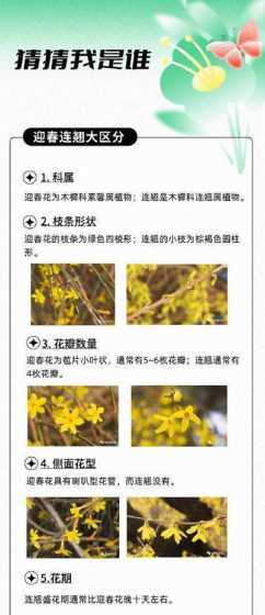 连翘和月季有什么相同 春夏秋冬各季节分别都开什么花