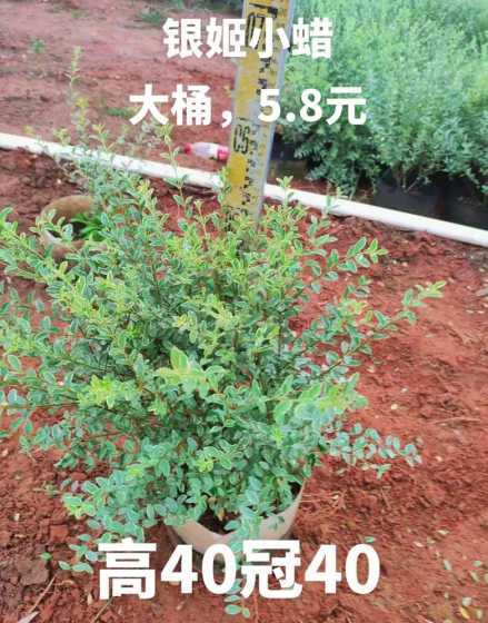 银姬小蜡多少钱一平方 银姬小蜡和金边黄杨的区别
