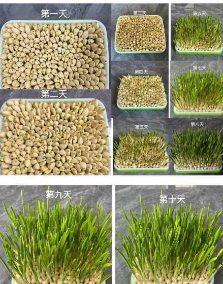 水培蒜苗出苗怎么处理 大蒜发芽了怎么种成蒜苗水培