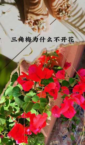 三角梅不开花怎么回事 三角梅不开花的原因是什么