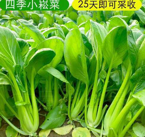 为什么盆栽蔬菜养不活 阳台上的盆栽蔬菜为啥会不结果呢怎么管理比较好