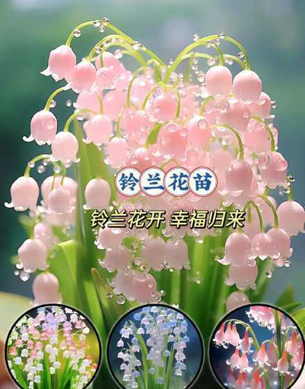 美好开始的花语是什么 什么花的花语是关于美好开始