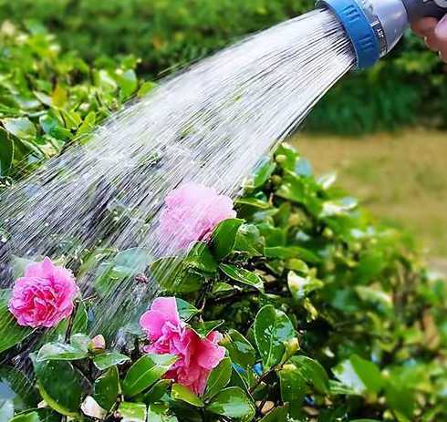 水里加什么浇花比较好 浇花最好用什么水
