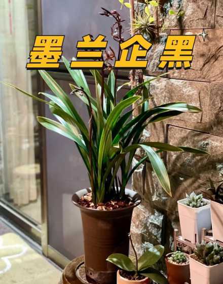 墨兰发黄干枯怎么补救 墨兰叶子发黄怎么办