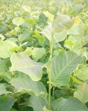 玉兰树苗是什么样子的 玉兰花树苗如何栽种