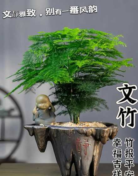 文竹盆栽什么时候翻土 文竹怎么施肥