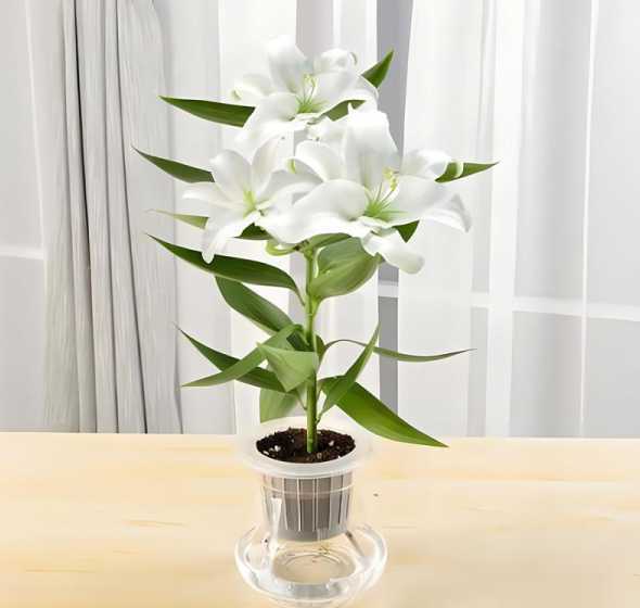 盆栽的百合花怎么养殖 盆栽百合花怎么养殖