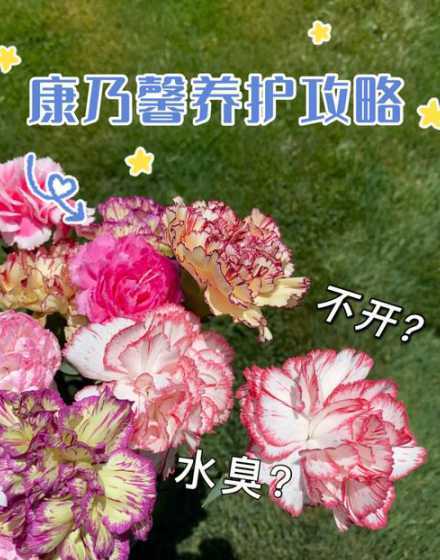 康乃馨摘心后怎么处理 切花康乃馨 发芽后下一步怎么做