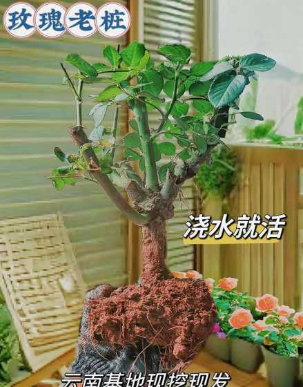 玫瑰老桩盆景怎么养殖 玫瑰老桩怎么种植方法