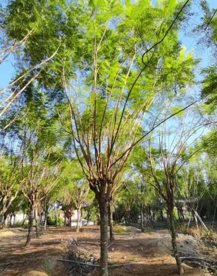 蓝花楹12公分多少钱 蓝花楹花期多长时间