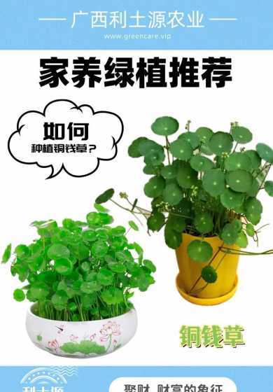 为什么铜钱草朝光生长 铜钱草作文