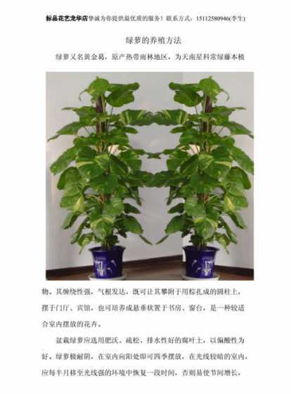 绿萝怎么养长得快又长 绿萝怎么养长得快又旺盛