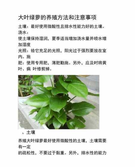 绿萝怎么养才能更旺盛 绿萝怎么养才能更旺盛小妙招