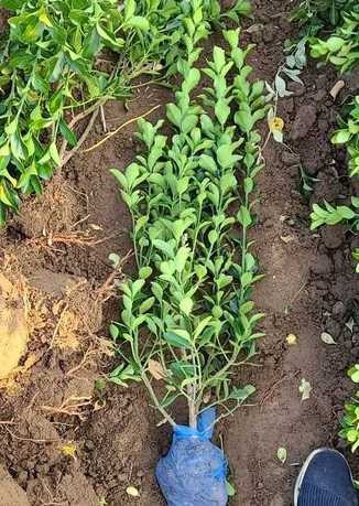 如何培育欧美冬青树苗 如何繁殖北美冬青树苗