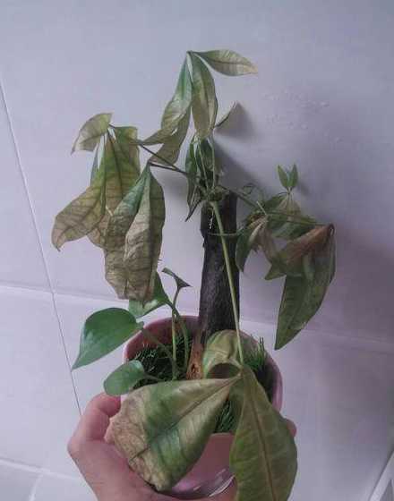 干枯的叶子有什么好处 植物的叶子从叶尖干枯是什么原因