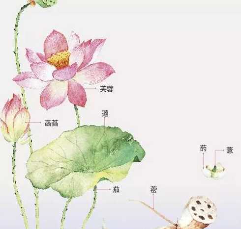 莲花是荷花的什么部位 荷花和莲花有什么区别