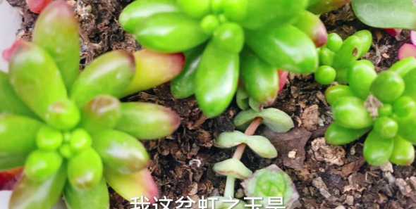 虹之玉徒长怎么浇水 虹之玉徒长怎么办