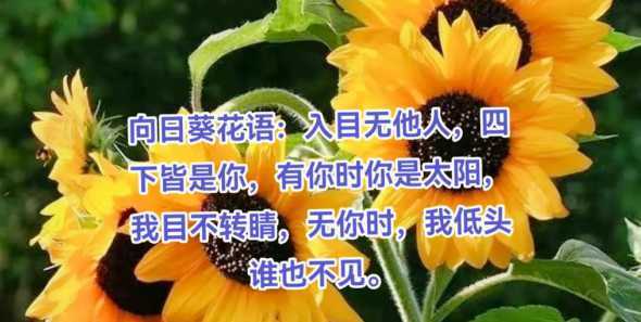 向日葵为什么比别的花 太阳花和向日葵有什么不一样