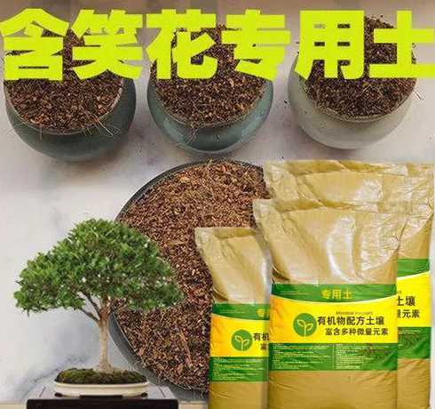 含笑花养殖需要什么土 含笑花怎么养