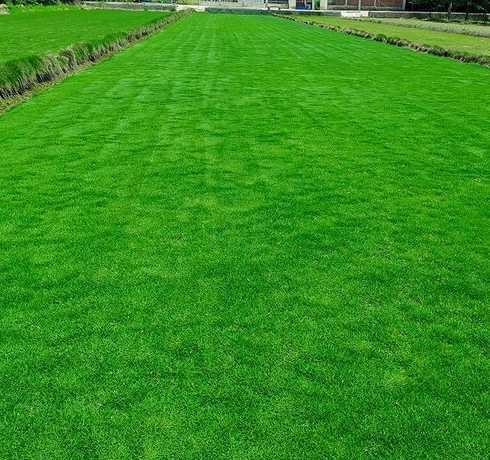 河南哪里有马尼拉草坪 马尼拉草坪多少钱一平方报价,价格