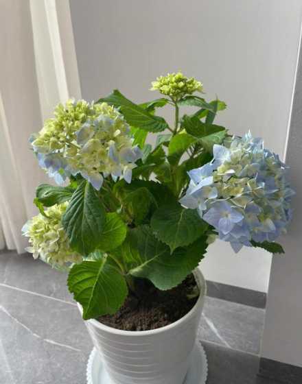 盆栽绣球花焉了怎么办 绣球花为什么蔫了呢绣球花蔫了怎么办呢