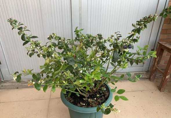 盆栽蓝莓小苗怎么养护 蓝莓的盆栽怎么种植