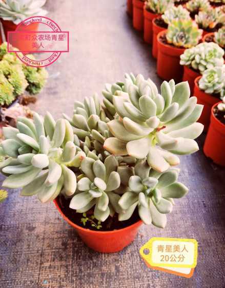 青星美人怎么样才好看 青星美人多肉植物