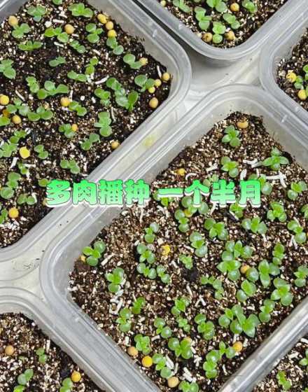 多肉适合什么季节播种 多肉植物什么季节种植