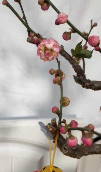 台阁梅花是怎么形成的 什么是台阁梅