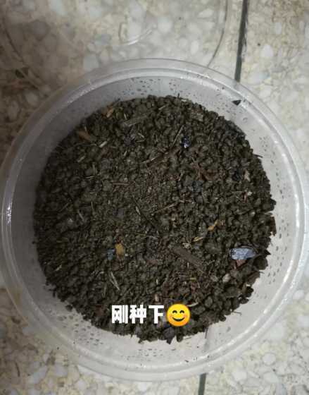 种花的时候种子怎么放 种花籽的正确方法用种子种花的技巧分享