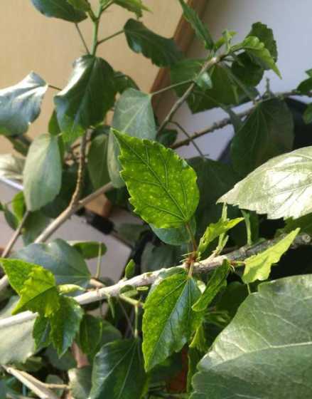 扶桑叶子为什么不开花 扶桑为何不开花